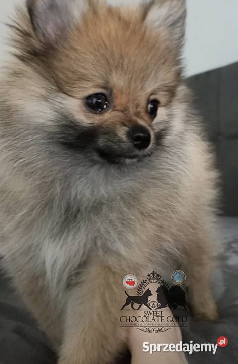 Suczka Szpic miniaturowy pomeranian Orange Sable Bełchatów