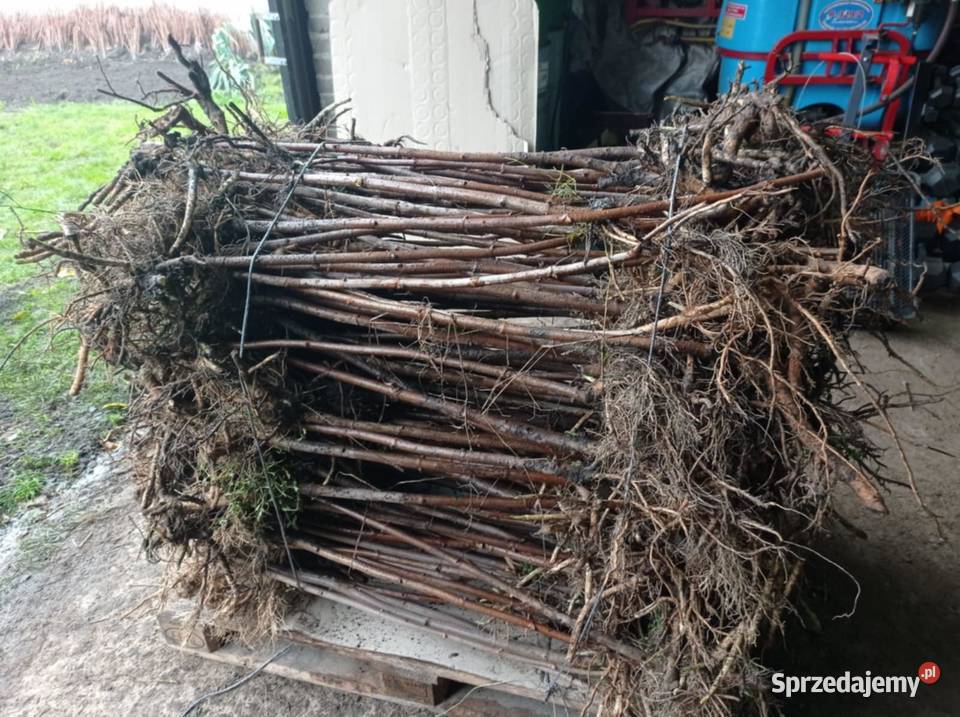 SADZONKI BZU CZARNEGOSampo 2letnie Produkcja roślinna Zbuczyn