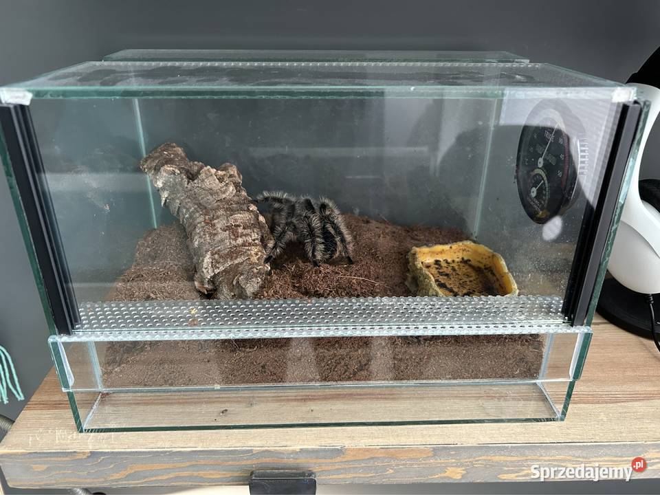 Ptasznik kędzierzawy samica dc 7 Warszawa