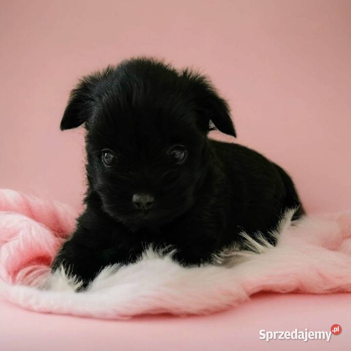 Cała Czarna Suczka York Bez Bieli UNIKATOWA Opole sprzedam