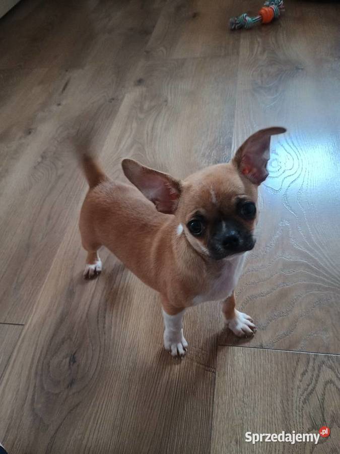 Chihuahua malutki wyjątkowy xxs Radomsko