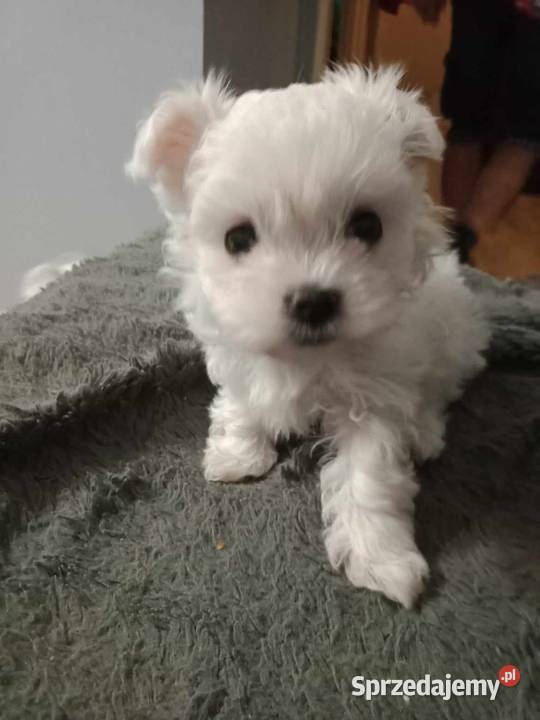 Maltańczyk z rodowodem Zwierzęta Będzin