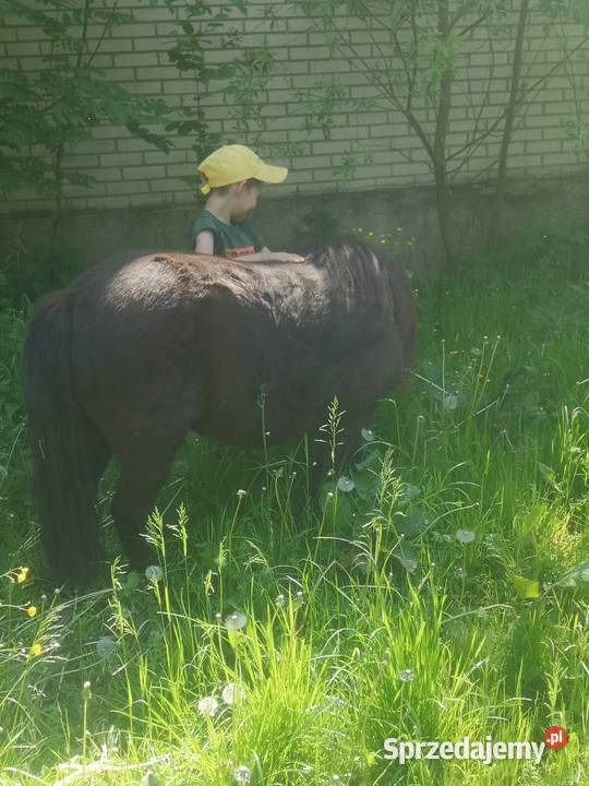 Sprzedam klacz kucyk kuc szetlandzka podlaskie Suchowola