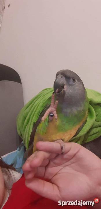 Afrykanka senegalska Łódź