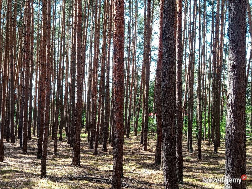 Sprzedam las wielkopolskie Mycielin sprzedam