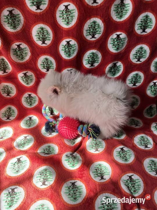 szpic miniaturowy piesek