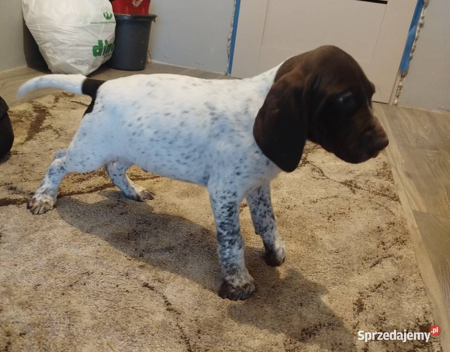 Wyżeł niemiecki krótkowłosy Wolbrom