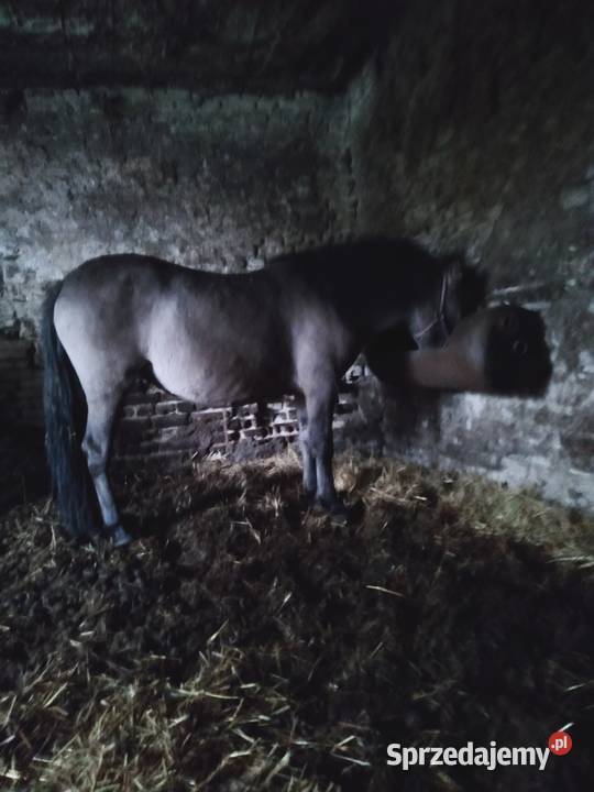 sprzedam KONIKI POLSKIE KLACZE lubelskie Cyganka