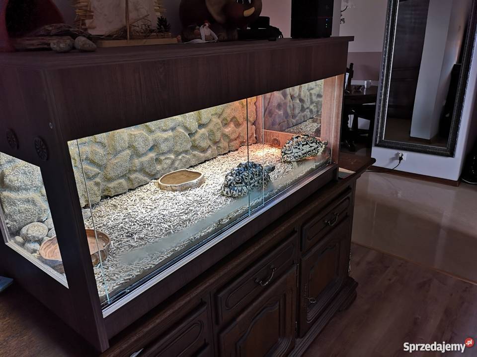 Żółwie Lamparcie 2 Terrarium lubelskie