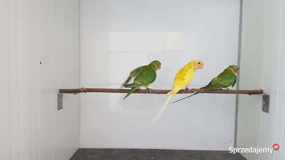 Aleksandretta śliwogłowa aleksandretty Ptaki wielkopolskie Leszno