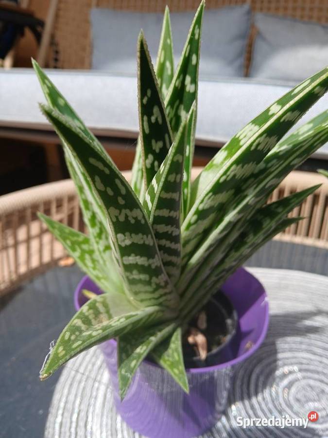 Aloes pstry zielony małopolskie Nowy Sącz
