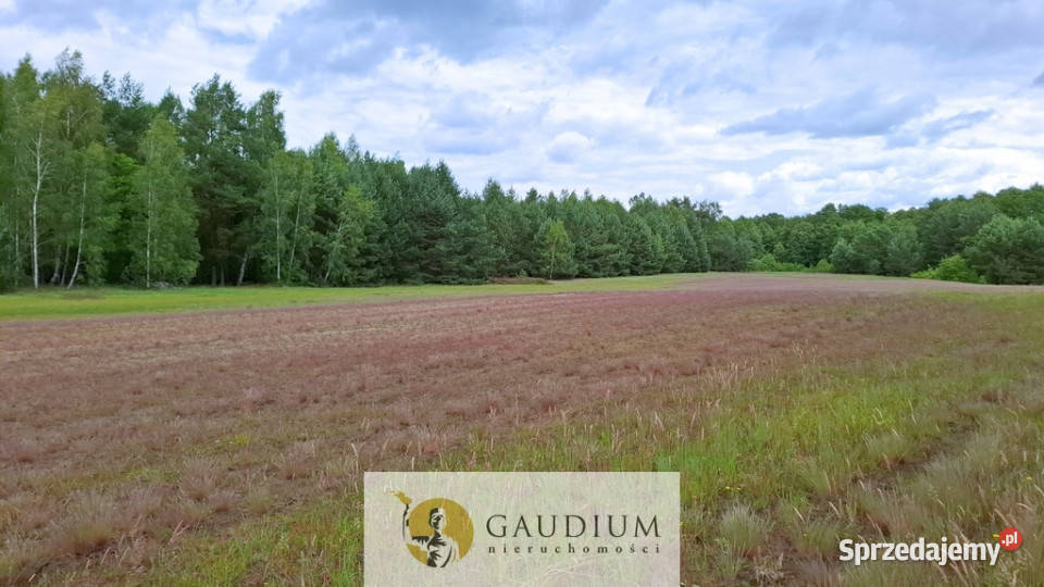 DUŻA DZIAŁKA ROLNA Z LASEM MĘCIKAŁ gm Brusy pomorskie Męcikał sprzedam