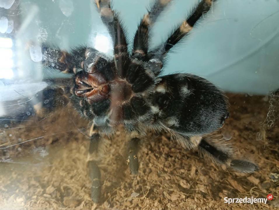 Brachypelma hamorii ptasznik 45 DC samiec Gorlice