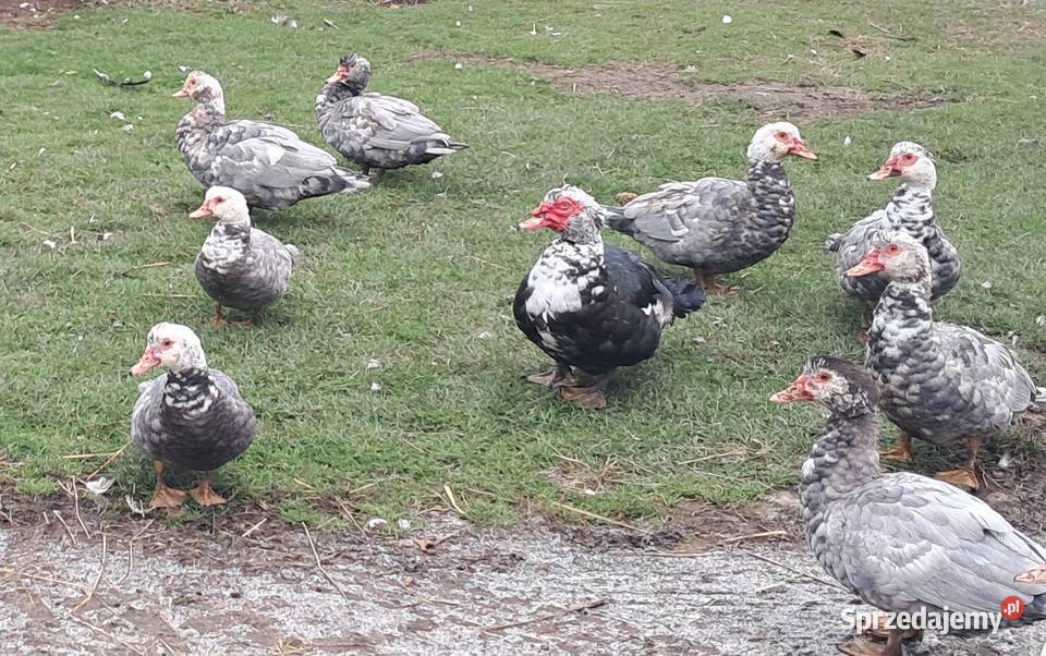 Sprzedam kaczki Pilica