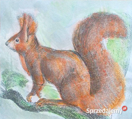 wiewiórka obrazek A4 zwierzęta plakat 21x30 wielokolorowy
