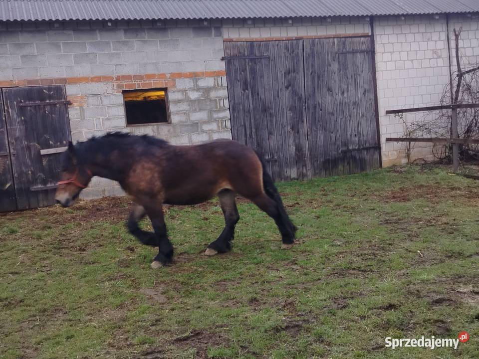 Likwidacja chodowli całość lubelskie