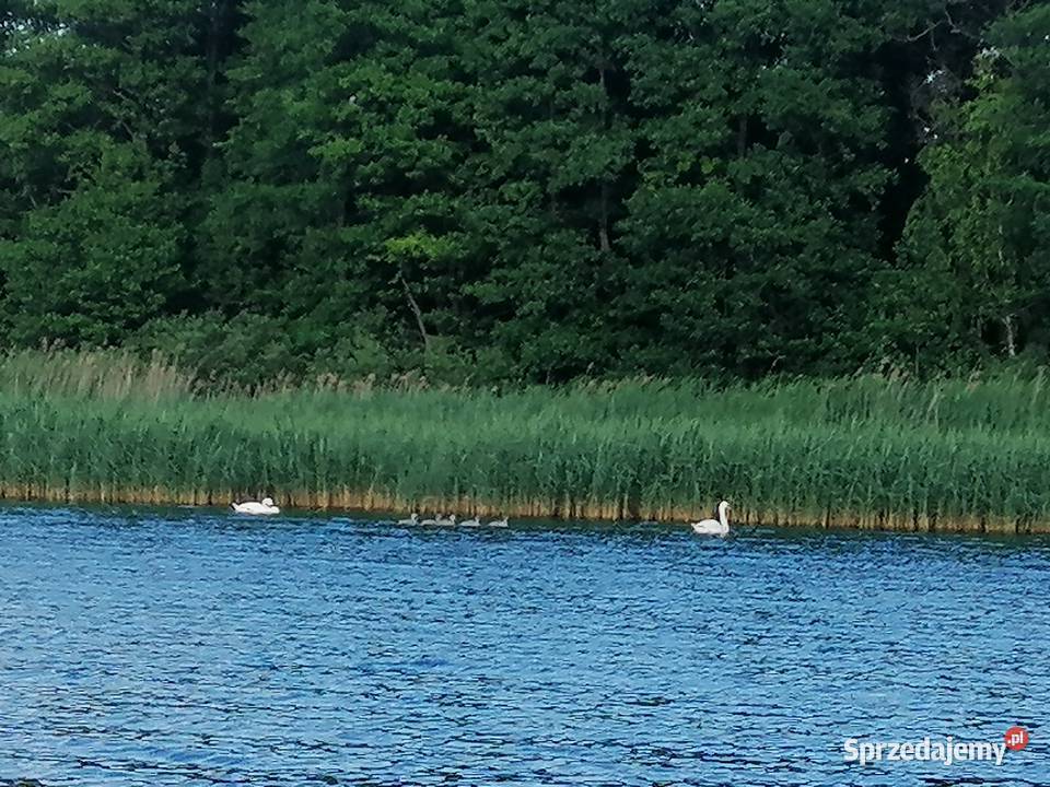 Domek Malinka w lesie jeziorem Sasek Wielki Usługi