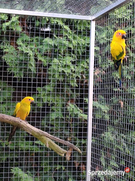 Konury słoneczne Słońsk sprzedam