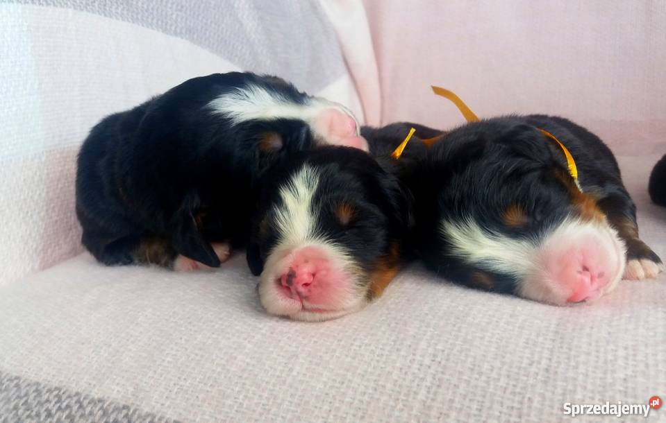 Berneński Pies Pasterski szczeniaki Ślesin