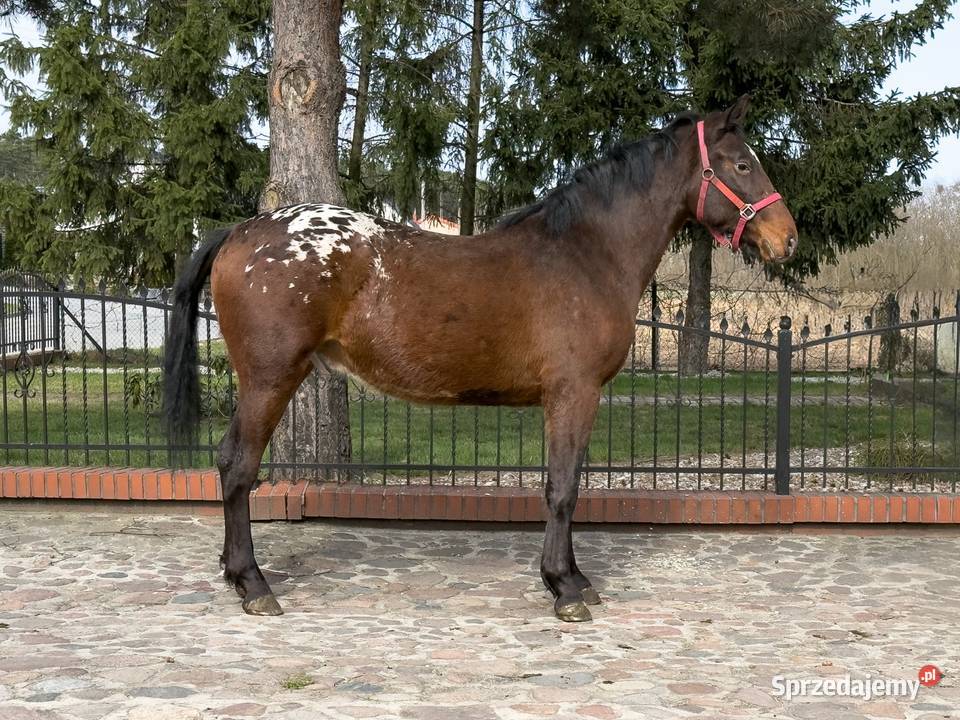 tarant wałach 2 lata wielkopolskie Bucz