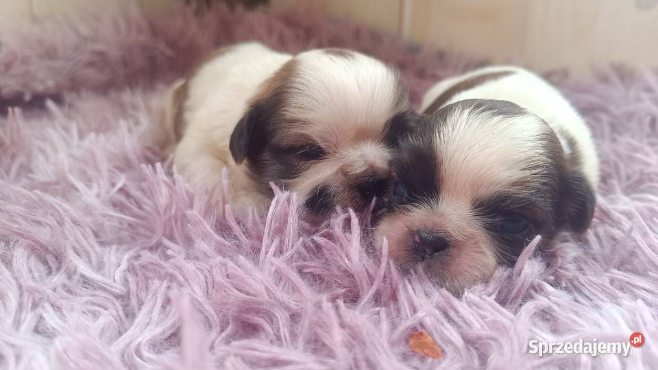 Szczeniaki shih tzu Tarnów sprzedam