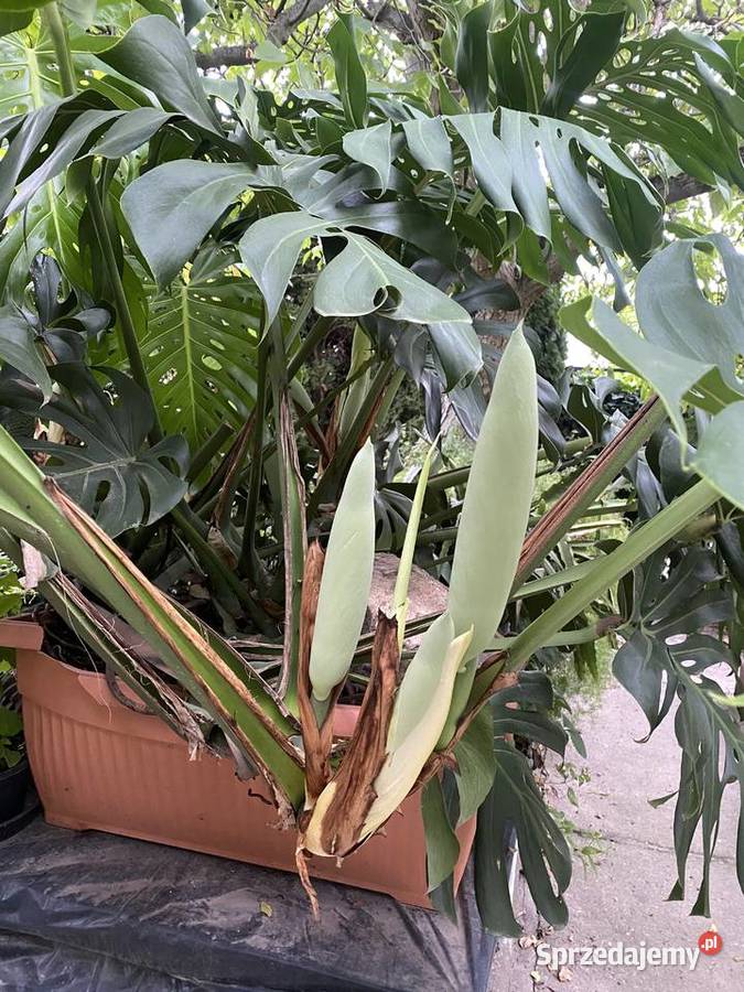 OGROMNA MONSTERA DELICIOSA ok 3 m kwitnąca i