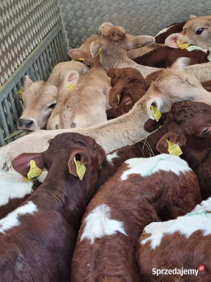 Sprzedaż cieląt mięsnych I mieszańcy waga 70 do Nowy Tomyśl