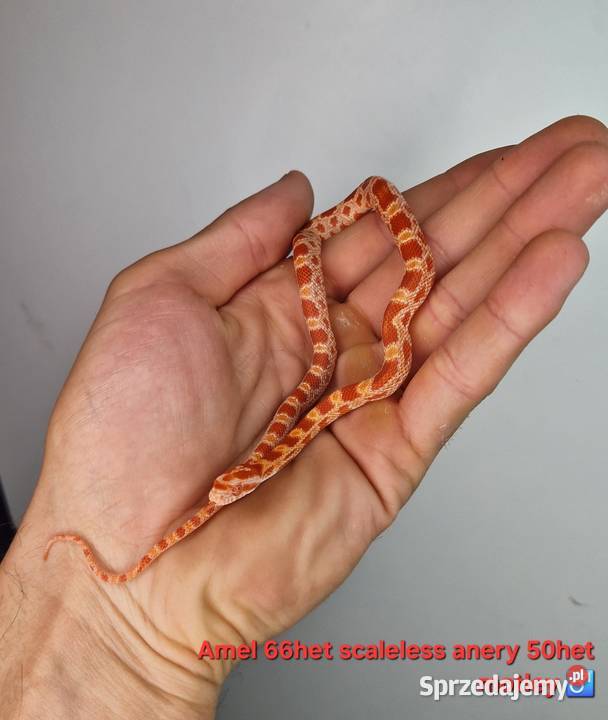 Węże zbożowe młode Knurów