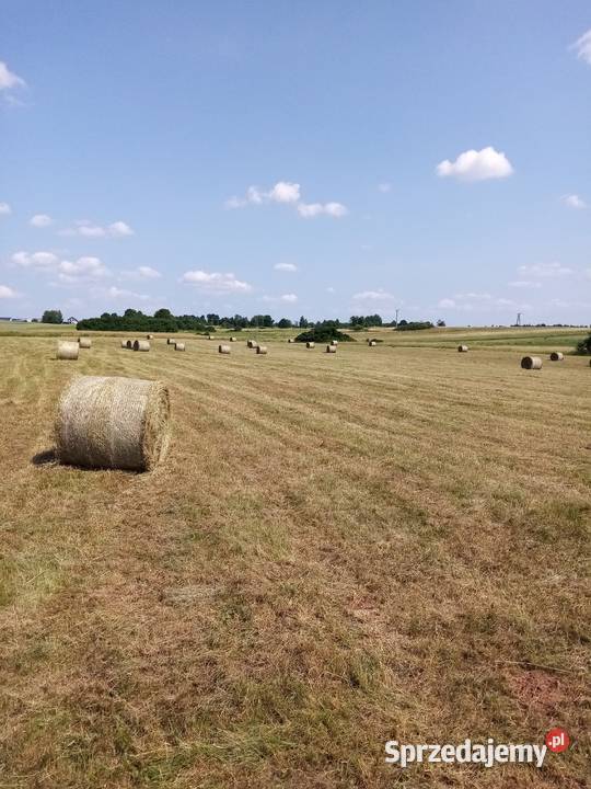 Sprzedam siano w balotach z 2023r Winowno sprzedam