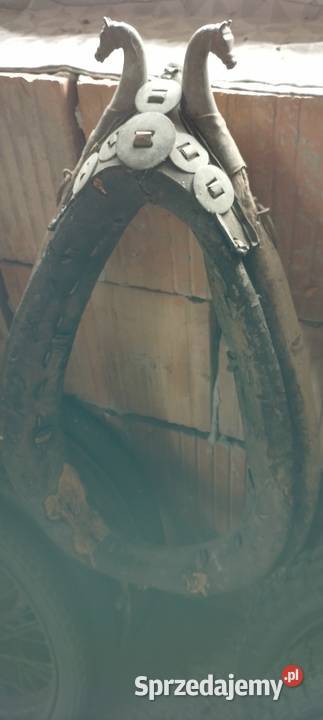 Chomonto na foto kolekcjonerowi