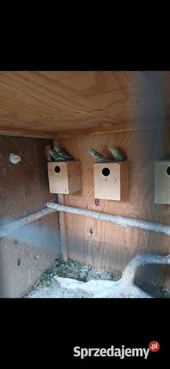 Sprzedam papugi rozelle aleksandretty Kuczki-Kolonia