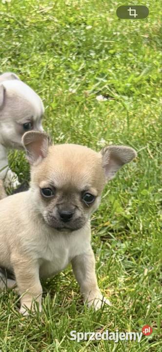 Chihuahua Sosnowiec