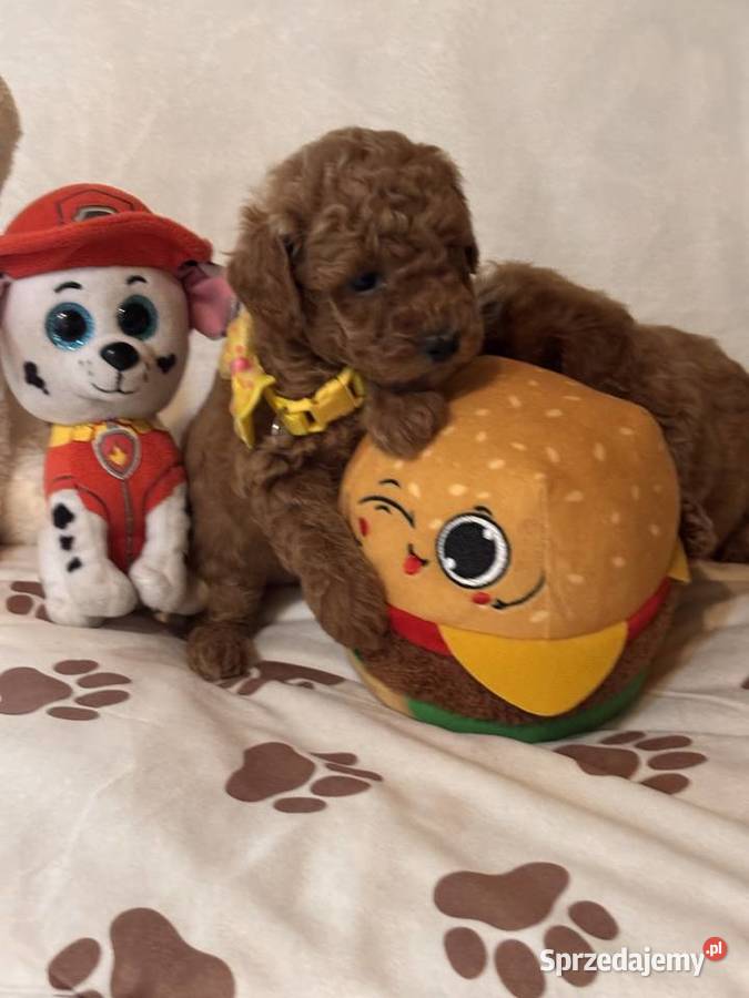 Pudel toy piękne szczeniaki red małych rodzicach