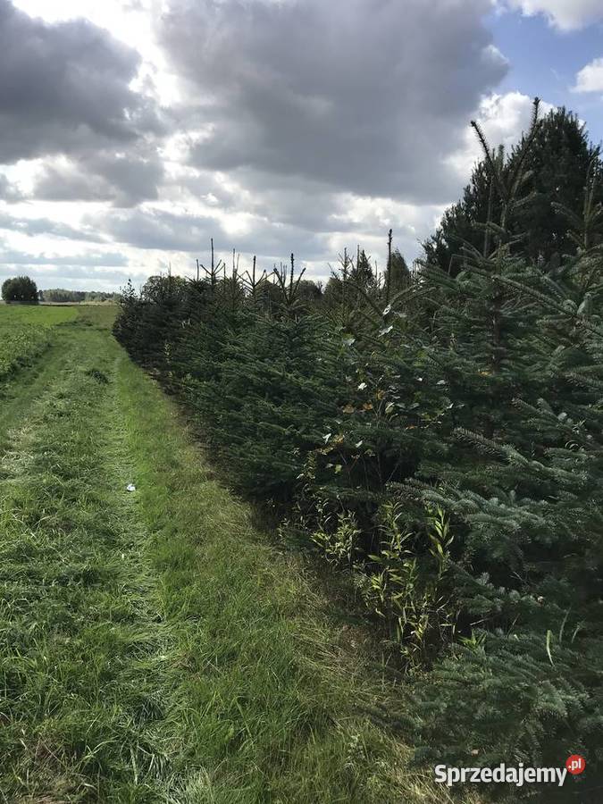 Świerk srebrny likwidacja plantacji Lipsko