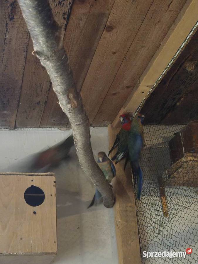 Sprzedam rozelle królewskie Ptaki Mądre sprzedam