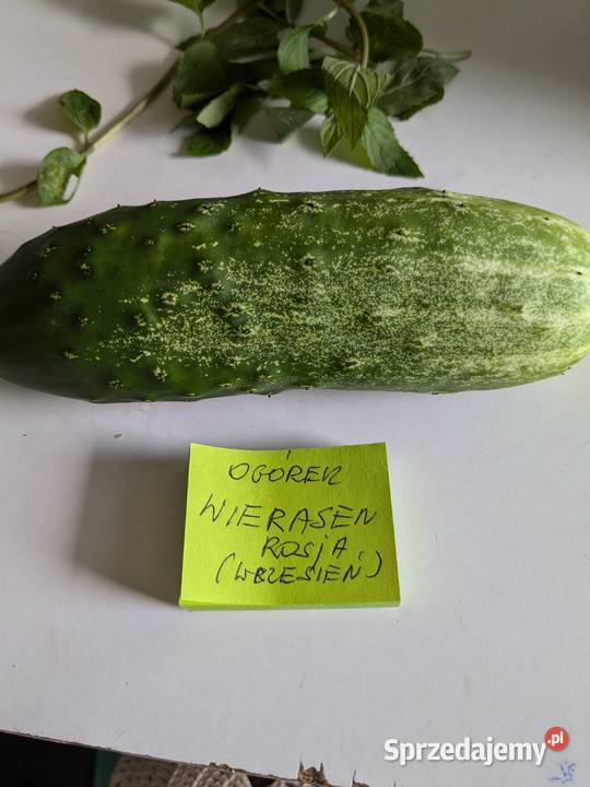 Ogórek Palczik Kustowoj Roznasol Rosyjskie małopolskie Nowy Sącz
