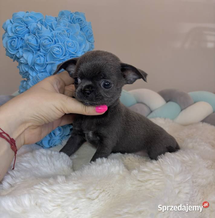 Chihuahua piesek krótkowłosy niebieski Blue Bełchatów