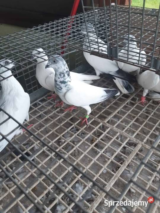 Budapeszty Sportowe pomorskie Laski