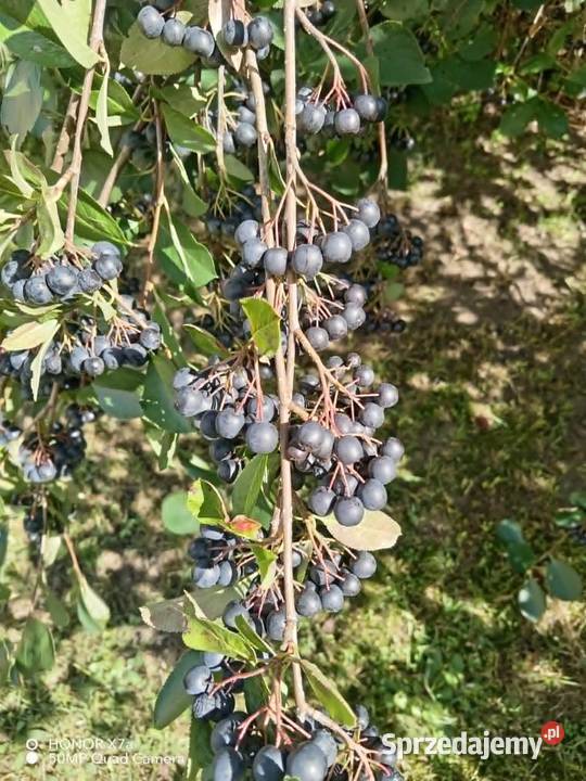 Aronia ekologiczna bez oprysków bez nawozów 100 Kielce