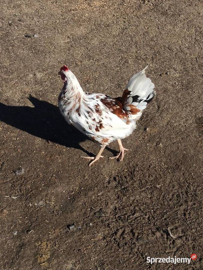 Koguty zargodowe i koguty orpington Drób i ptactwo lubelskie Krasnystaw
