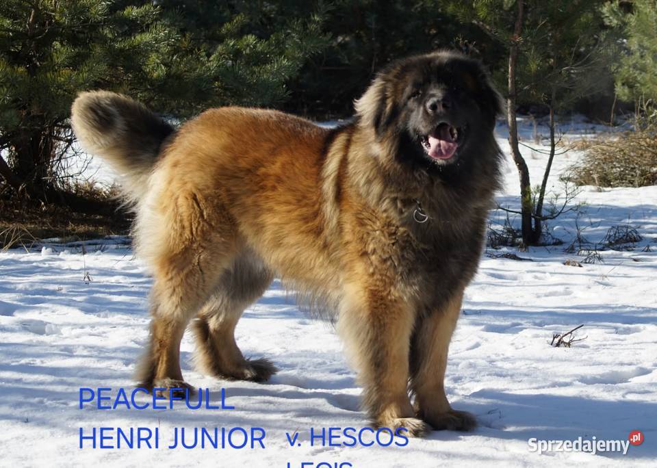 Leonberger suczki Championach FCI Andrychów