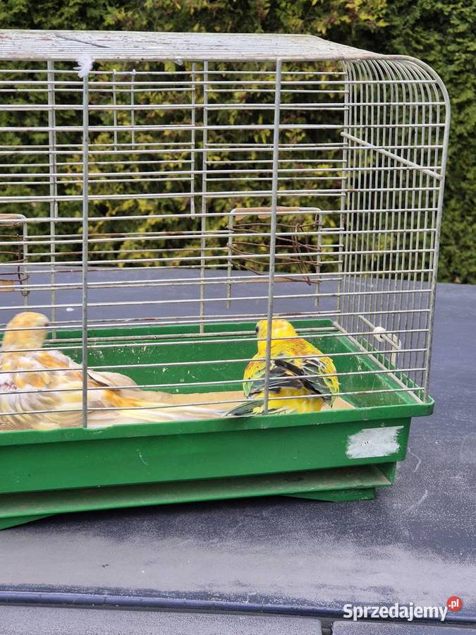 ŚWIERGOTKI SELEDYNOWE Stary Broniszew sprzedam