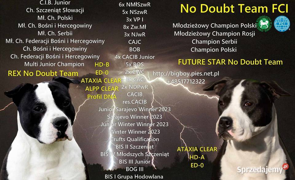 Amstaff zkwp zapowiedz miotu Koziegłowy sprzedam