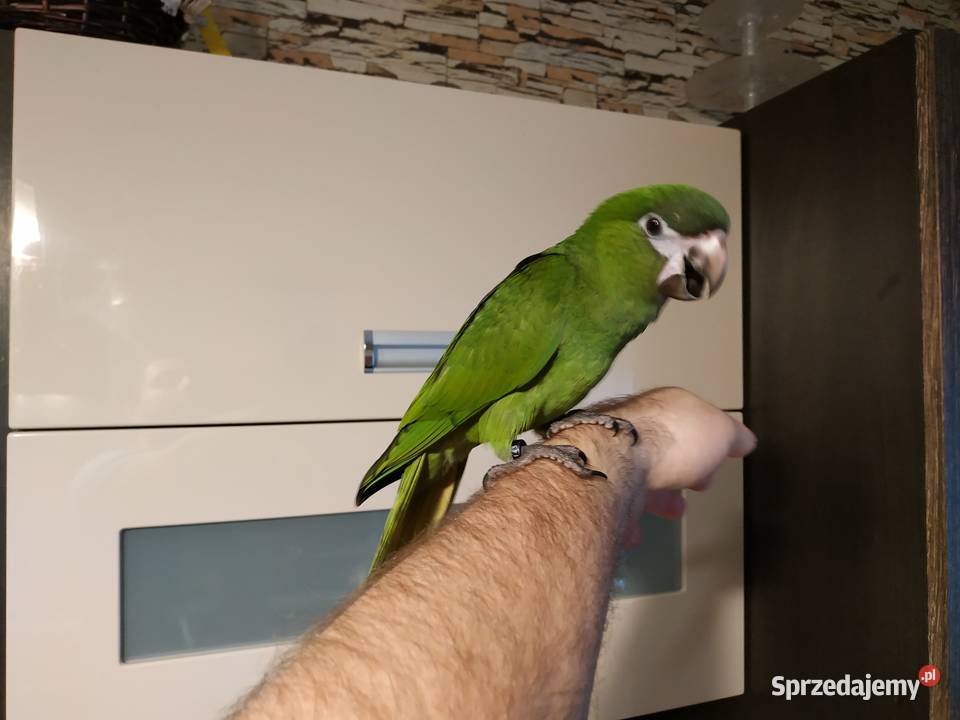 Ara nobilis ręcznie karmione oswojone młode 2019
