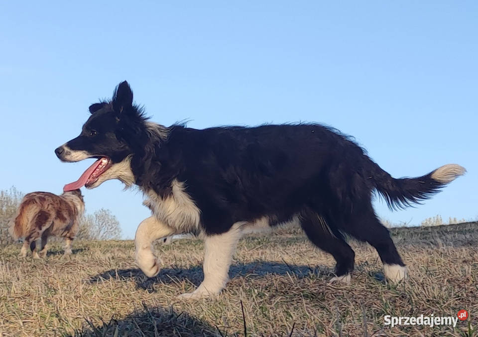NUKA Rasowa Suczka BORDER COLLIE z Hodowli Iwonicz