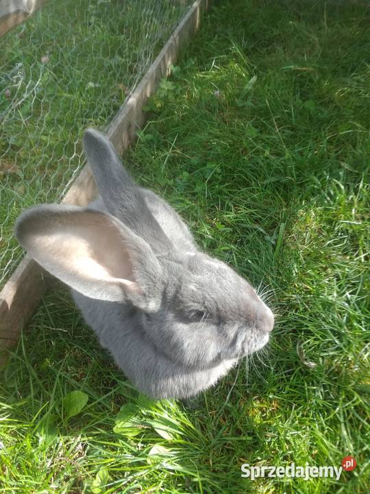 Belgijski Olbrzym Niebieski warmińsko-mazurskie Główka