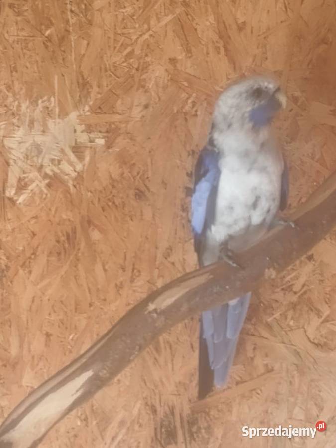 Rozelle królewskie niebieskie