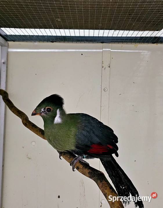 Turaco Białouche Para Turaco Leucotis Zwierzęta Oborniki