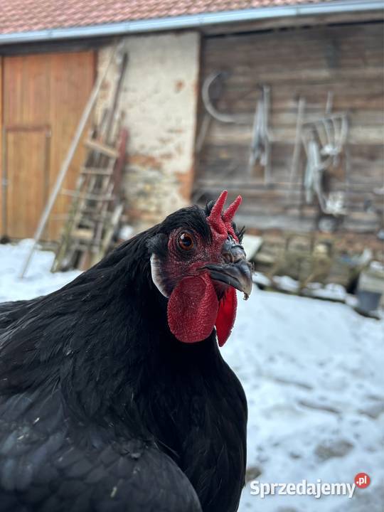 Oferuję jajka wylęgowe kur rasy La Fleche Ptaki kujawsko-pomorskie Brzozówka