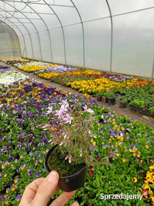 Supertunia Vista 15 kolorów sadzonki w Pozostałe Czulice